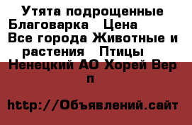 Утята подрощенные Благоварка › Цена ­ 100 - Все города Животные и растения » Птицы   . Ненецкий АО,Хорей-Вер п.